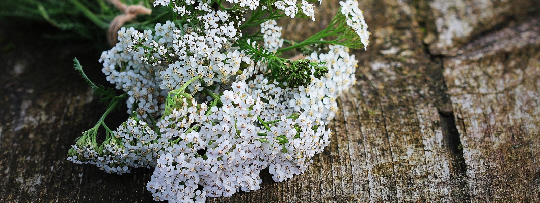 Rölleka för hemorrojder - En effektiv naturlig lösning