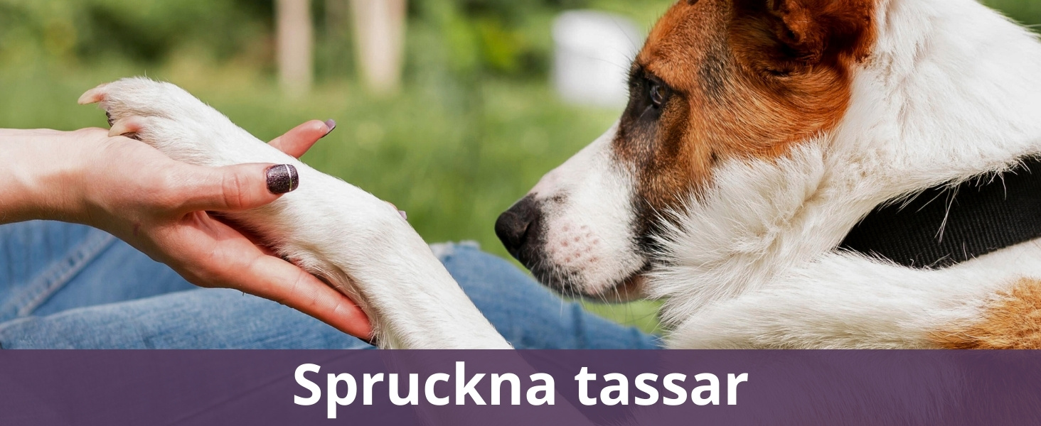 Spruckna tassar