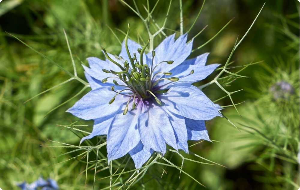 Vad hjälper svart Svartkummin Basolja mot?