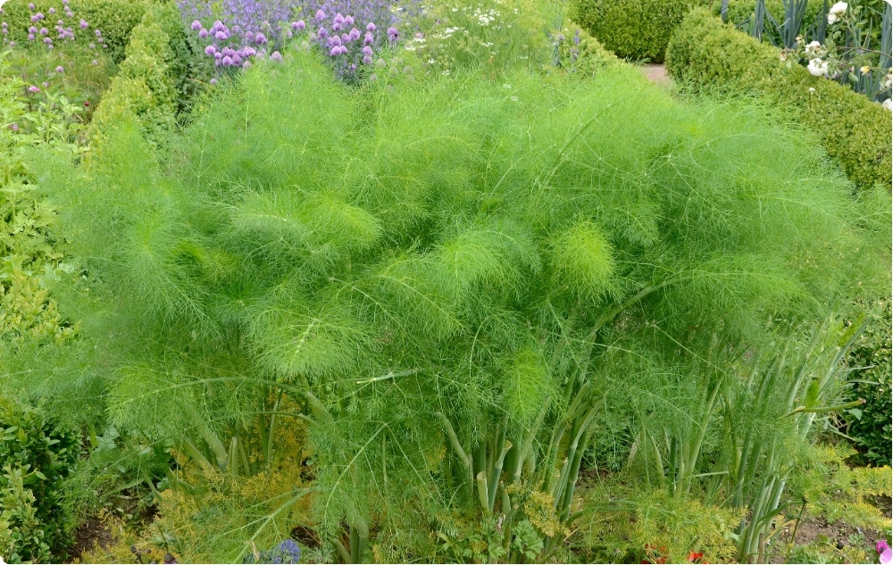 Vad hjälper Dill Eterisk olja med?