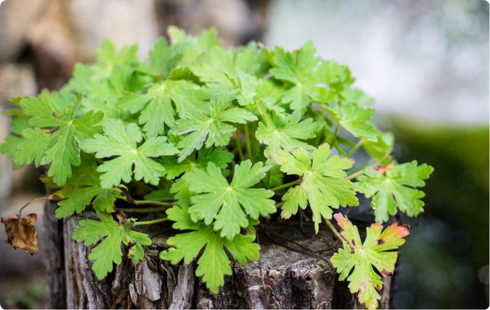 Vad hjälper Eterisk olja från Geranium mot?