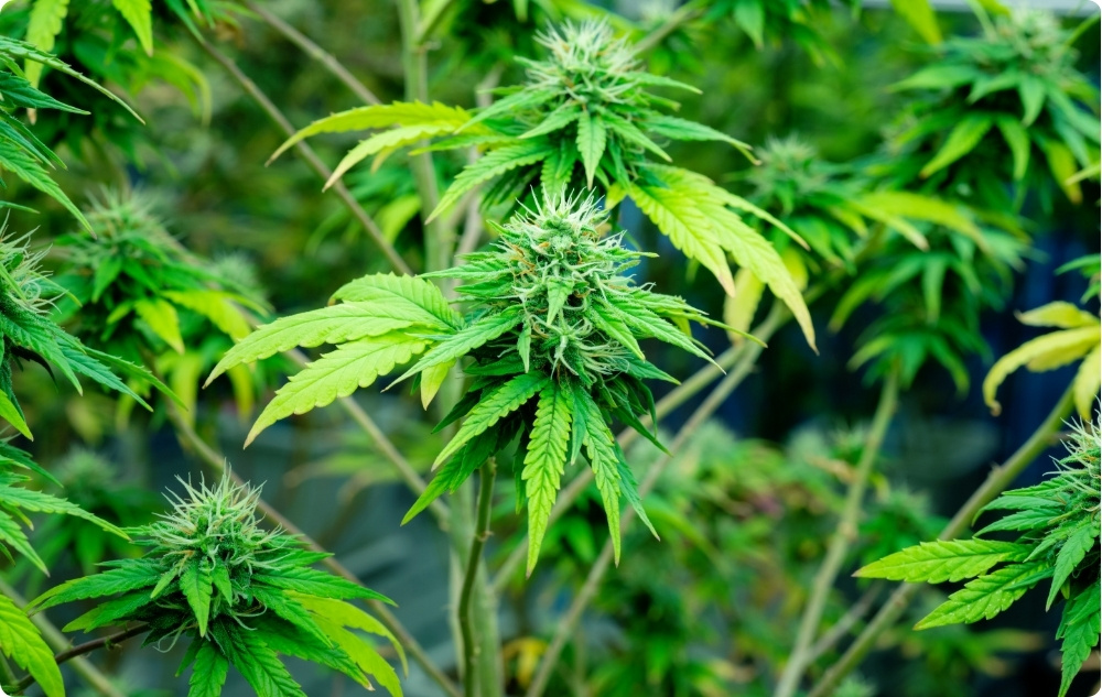 Vad hjälper Hampafrö Basolja med?