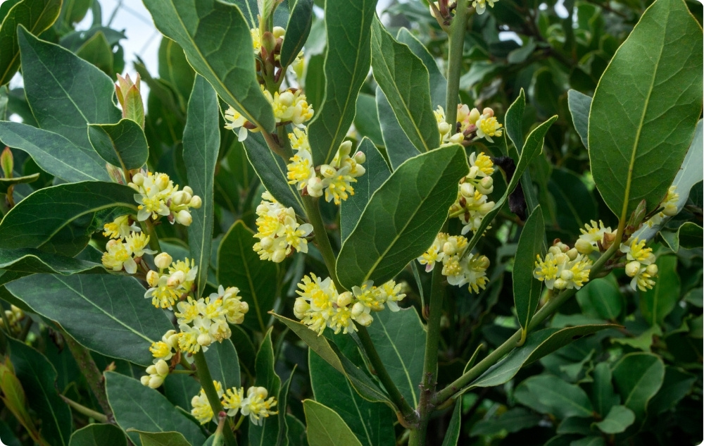 Vad hjälper Eterisk olja från Lagerblad mot?