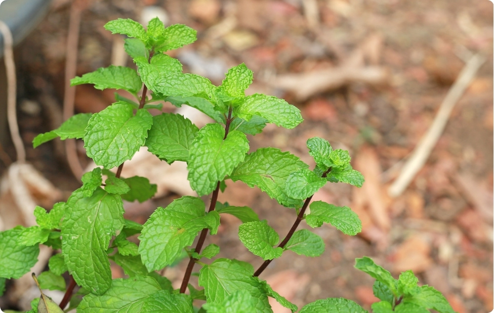 Vad hjälper Citronmeliss Blomvatten med?