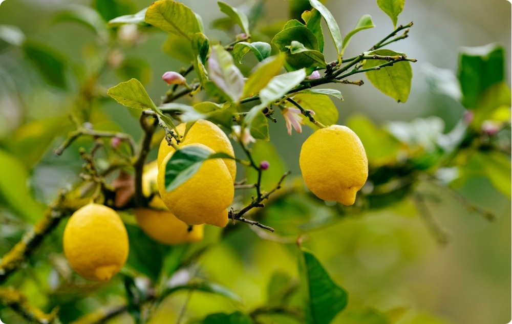 Vad hjälper Eterisk Citron mot?