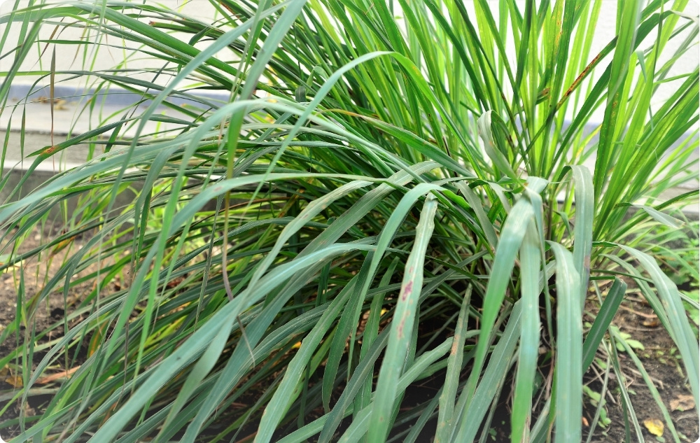 Vad hjälper Palmarosa Eterisk olja mot?