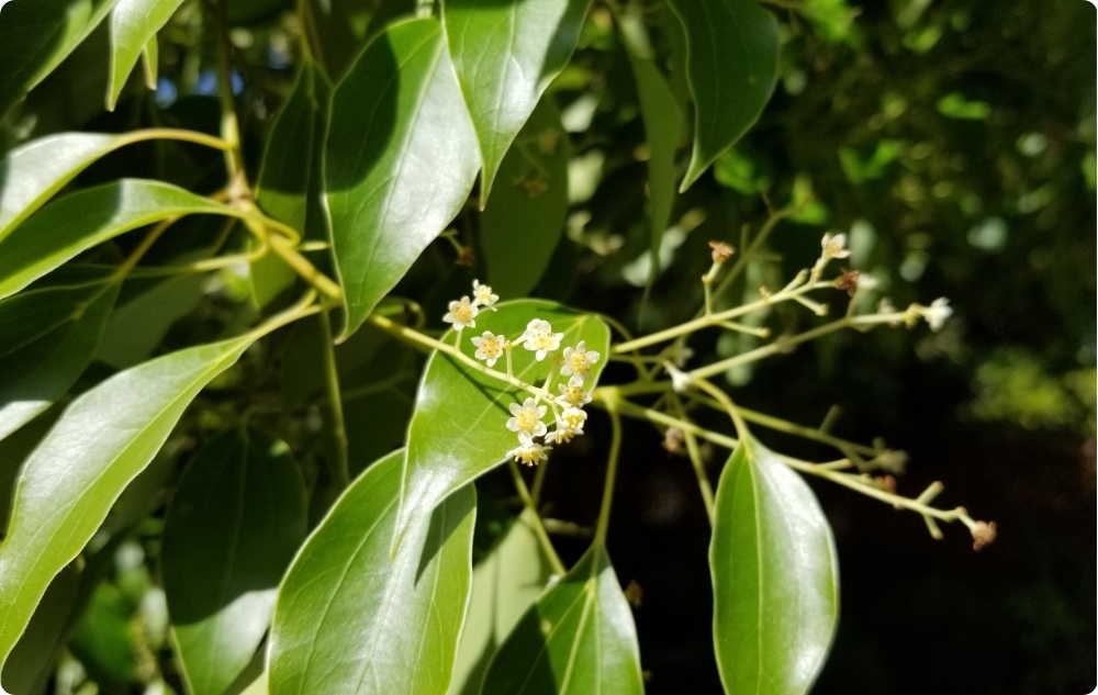 Vad hjälper Ravintsara Eterisk olja mot?