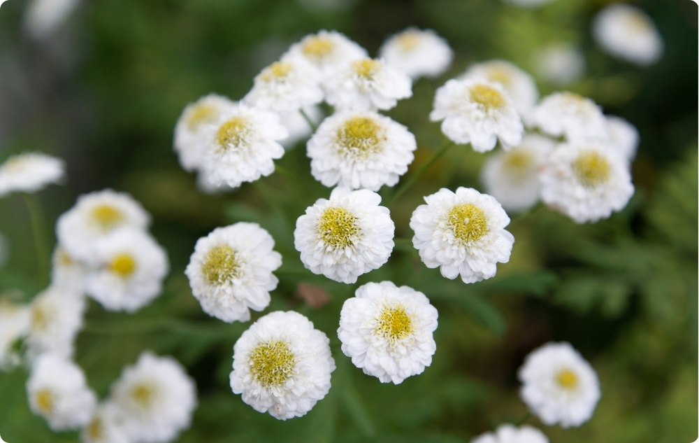 Vad hjälper Romersk Kamomill Blomvatten mot?