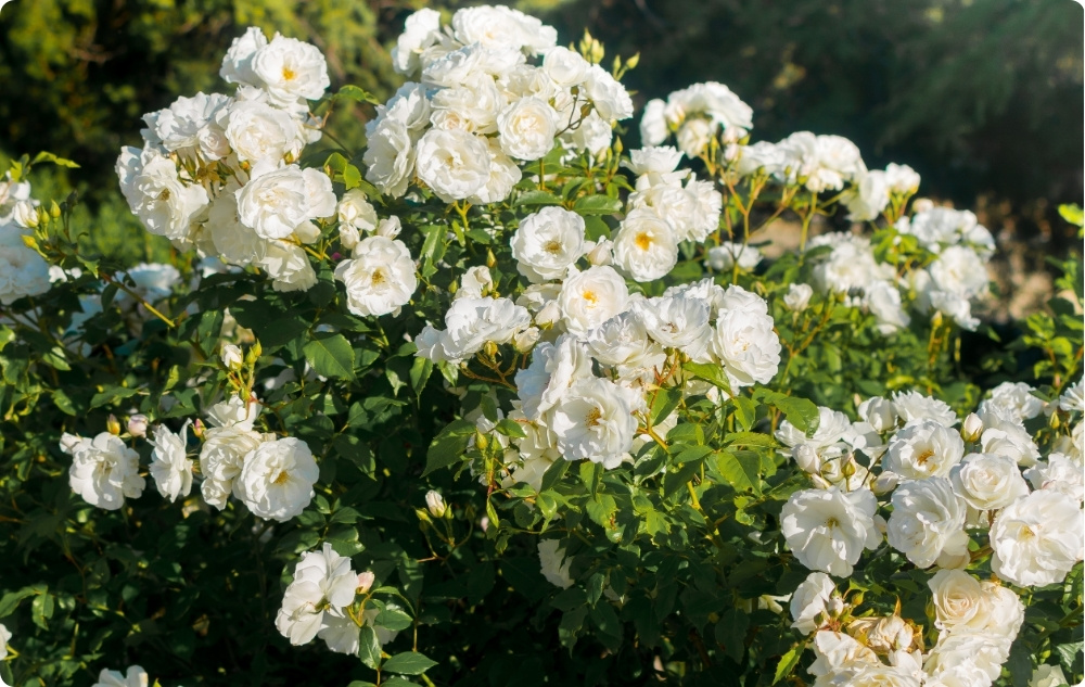 Vad hjälper Rosa Alba blomvatten mot?