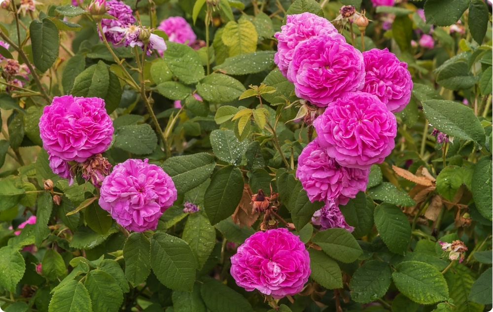 Vad hjälper Rosa Damascena Rosenvatten mot?