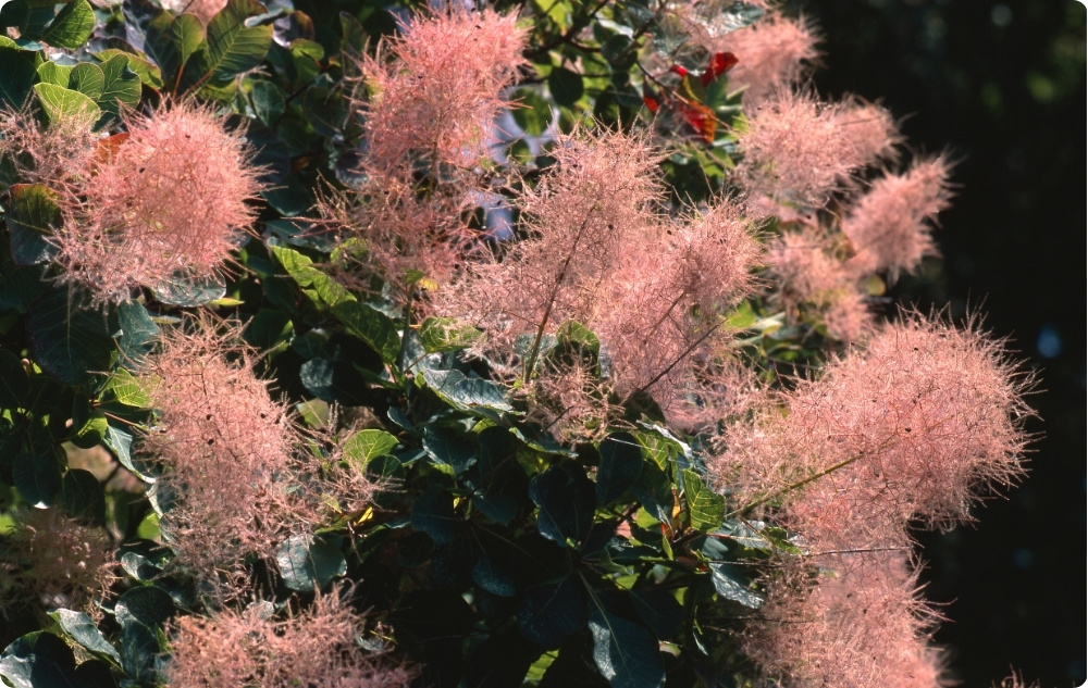 Vad hjälper Cotinus Blomvatten med?