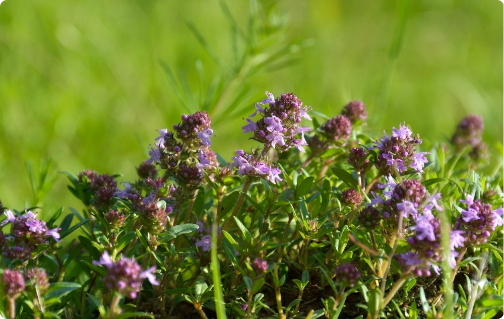 Vad hjälper Timjan Linalool Eterisk olja mot?