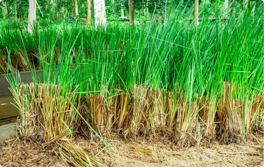 Vad hjälper Eterisk olja av Vetiver mot?