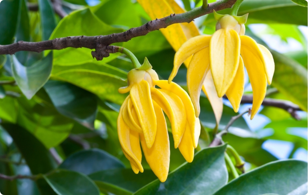 Vad hjälper Eterisk olja av Ylang-ylang mot?