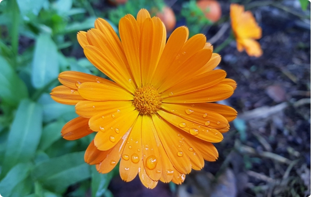 Bränn- och sårsalva med Ringblomma - 40ml