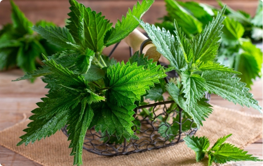 Ledsalva med Vallört och Nässlor - 40ml