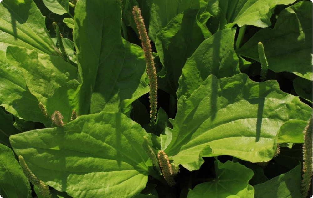 Klådsalva med Groblad - 40ml