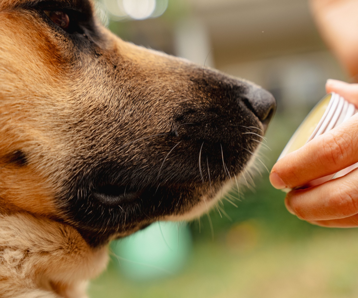 Regenererande hundtassbalsam med kalendula